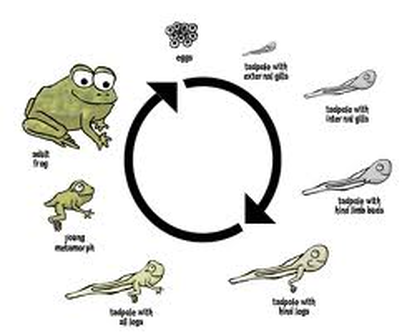 Life Cycle - White Tree Frogs